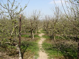 Orchard nr Little Chart